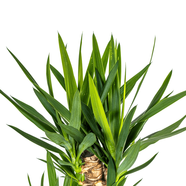 Yucca Elephantipes