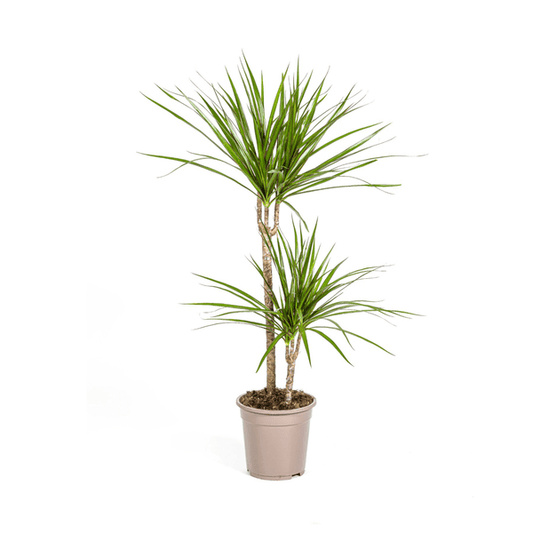 Dracaena Marginata Green Ø19cm - ↕70 - 90cm