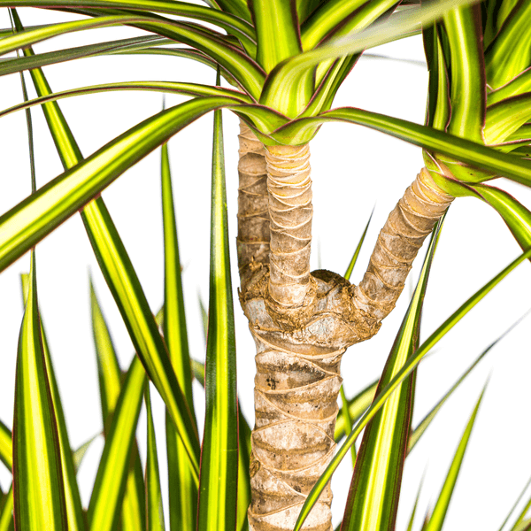 Dracaena Marginata Sunray Ø24cm - ↕130 - 150cm