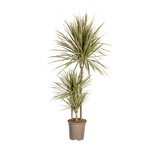 Dracaena Marginata Bicolor Ø21cm - ↕110 - 130cm