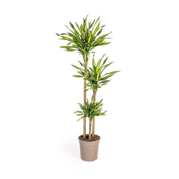 Dracaena Deremensis Rikki Ø24cm - ↕130 - 150cm