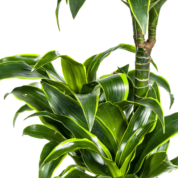 Dracaena Deremensis Dorado Ø21cm - ↕100 - 120cm