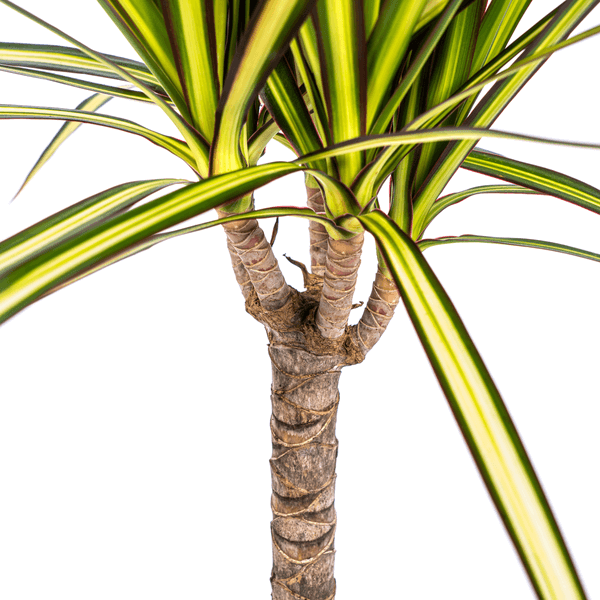 Dracaena Marginata Sunray