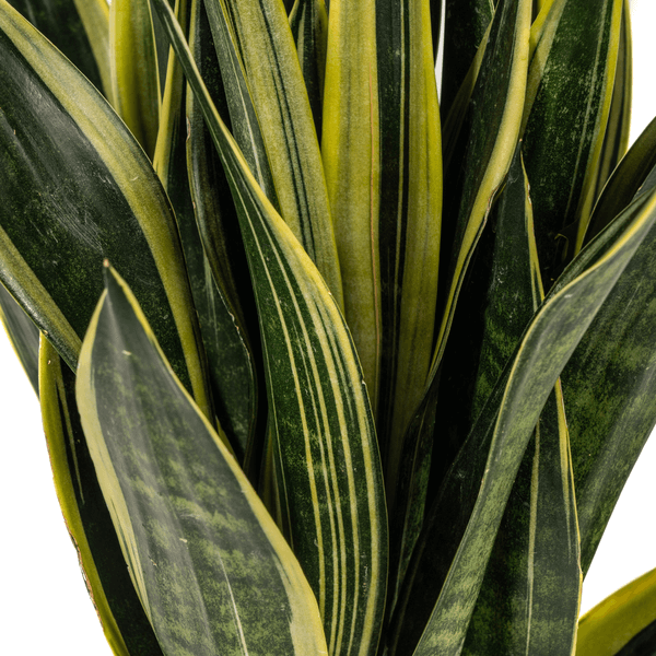 Sansevieria Trifasciata Canary