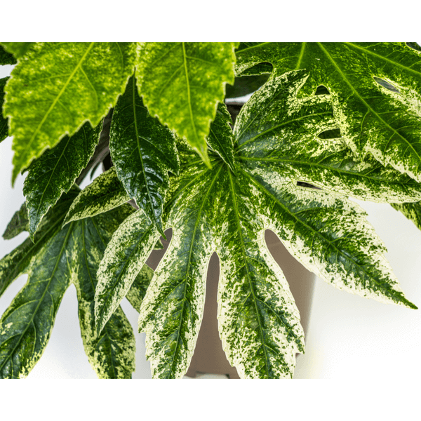 Fatsia Japonica Spider's Web indoor plant