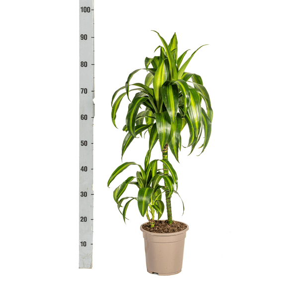 Dracaena Deremensis Hawaiian Sunshine