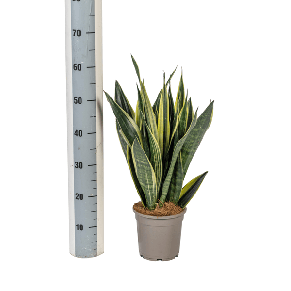 Sansevieria Trifasciata Canary