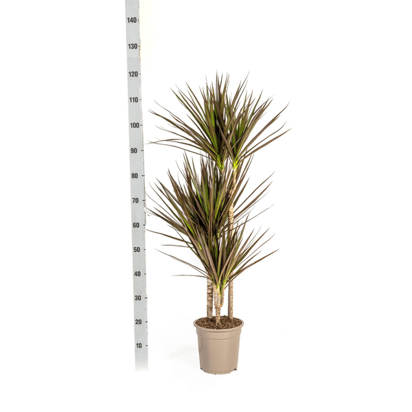 Dracaena Marginata Magenta Ø21cm - ↕110 - 130cm