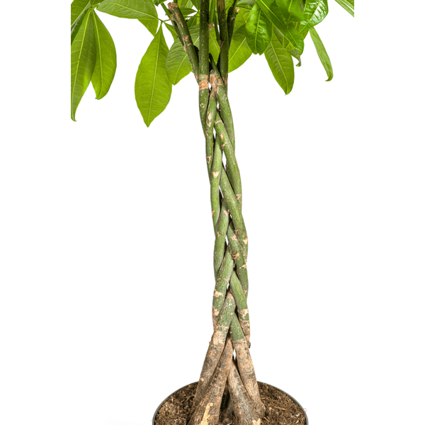 Pachira Aquatica indoor plant