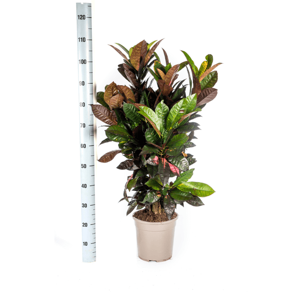 Codiaeum 'Croton' Iceton Ø24cm - ↕80-100cm