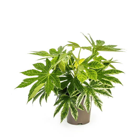 Fatsia Japonica Spider's Web indoor plant