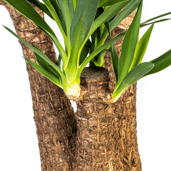 Yucca Elephantipes Verzweigt indoor plant