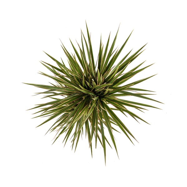 Dracaena Marginata Bicolor