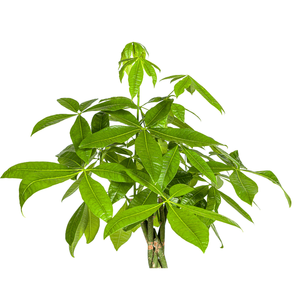 Pachira Aquatica indoor plant