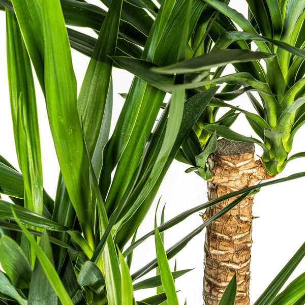 Yucca Elephantipes Verzweigt indoor plant