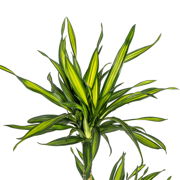 Dracaena Deremensis Rikki Ø19cm - ↕70 - 90cm