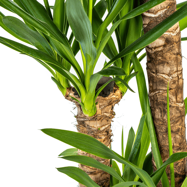 Yucca Elephantipes