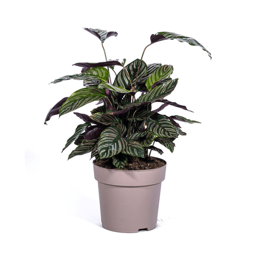 Calathea Ornata Sanderiana Ø27cm - ↕60 - 80cm