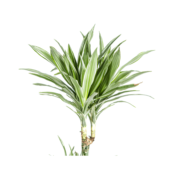 Dracaena Deremensis White Stripe