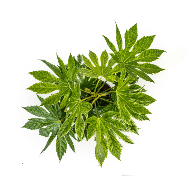 Fatsia Japonica Spider's Web indoor plant