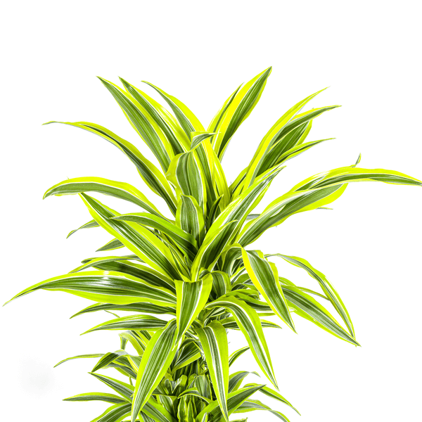 Dracaena Deremensis Lemon Lime Ø24cm - ↕130 - 150cm