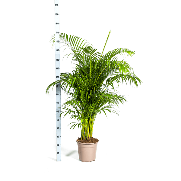 Dypsis Areca lutescens