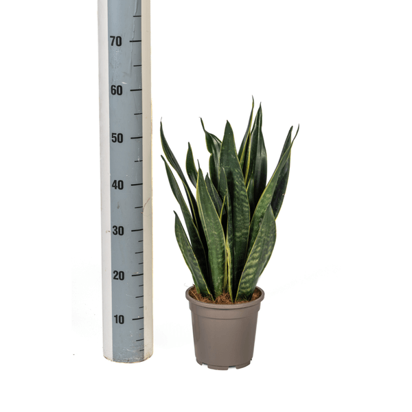 Sansevieria Trifasciata Futura Black