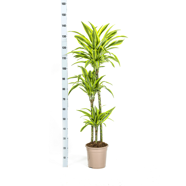 Dracaena Deremensis Lemon Lime Ø24cm - ↕130 - 150cm