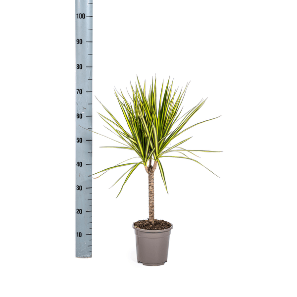 Dracaena Marginata Sunray