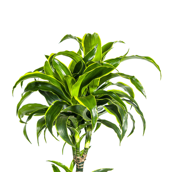 Dracaena Deremensis Dorado indoor plant