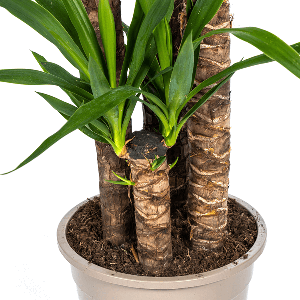 Yucca Elephantipes indoor plant