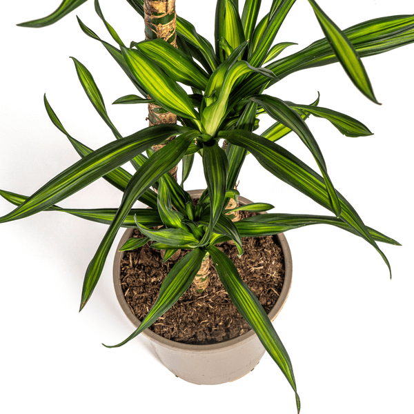 Dracaena Deremensis Rikki Ø21cm - ↕90 - 110cm