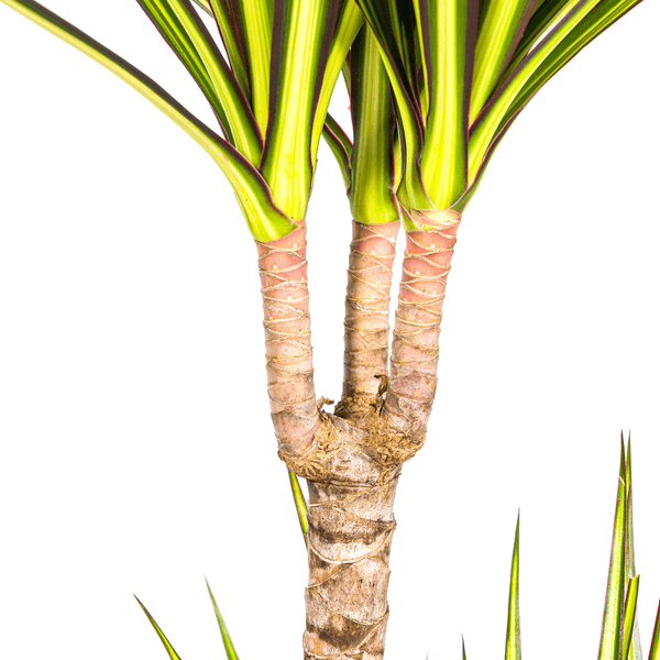 Dracaena Marginata Sunray Ø19cm - ↕80-100cm