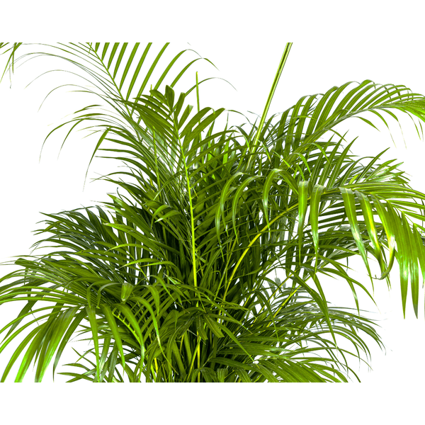 Dypsis Areca lutescens