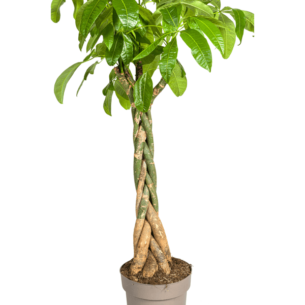 Pachira Aquatica indoor plant