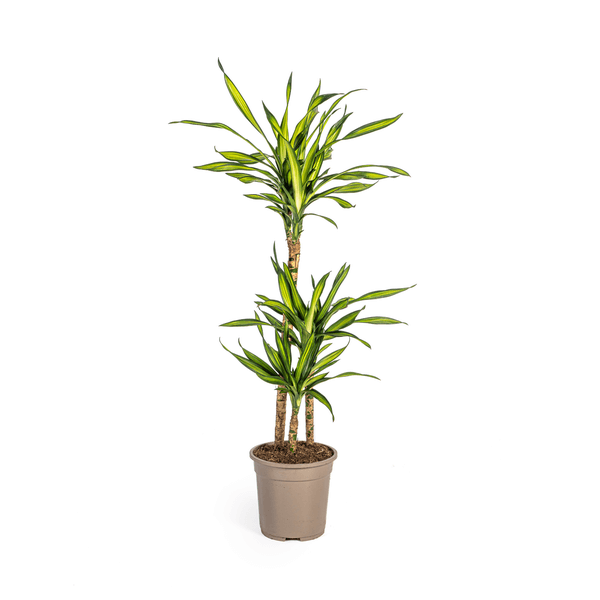 Dracaena Deremensis Rikki Ø21cm - ↕90 - 110cm