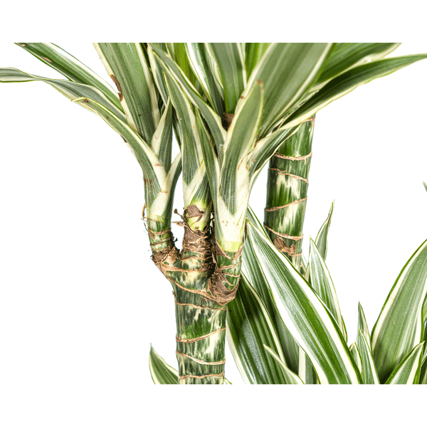 Dracaena Deremensis White Stripe