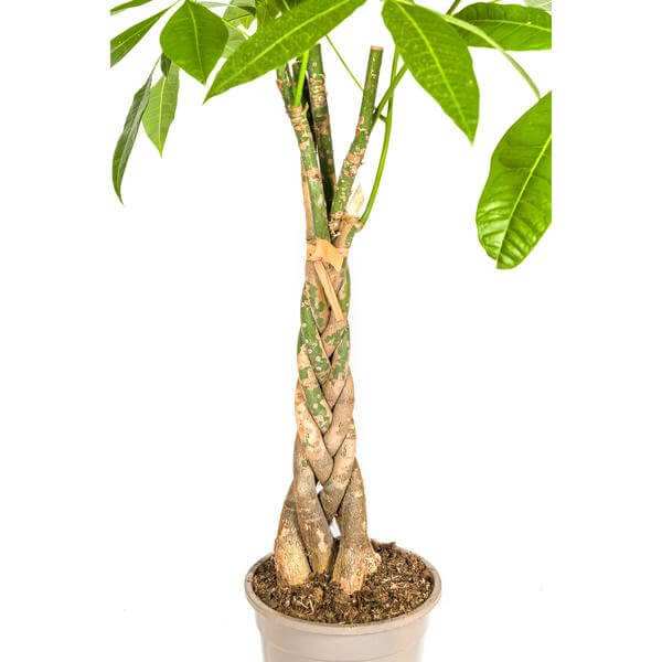 Pachira Aquatica Ø21cm - ↕90 - 110cm