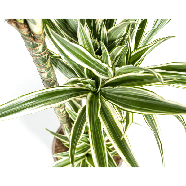 Dracaena Deremensis White Stripe