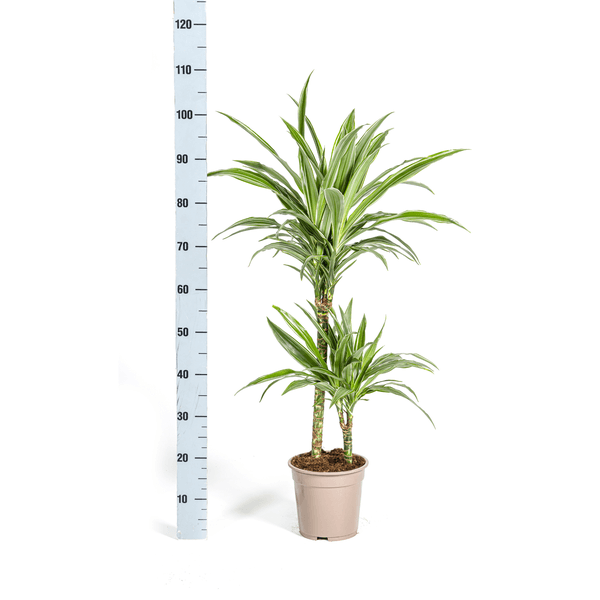 Dracaena Deremensis White Stripe Ø19cm - ↕70 - 90cm