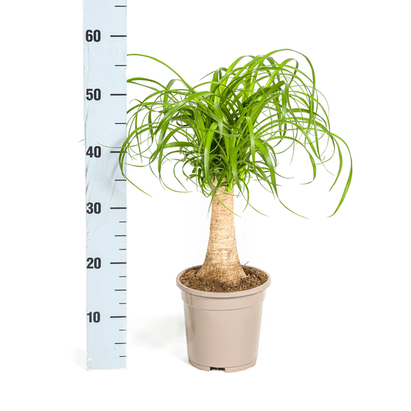 Beaucarnea Recurvata Stamm Ø17cm - ↕40 - 60cm