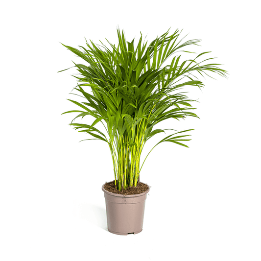 Dypsis Areca Lutescens