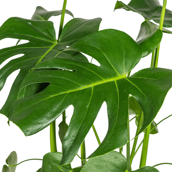 Monstera Deliciosa Tauerii Ø21cm - ↕70 - 90cm