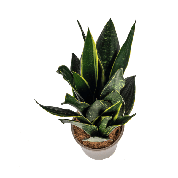 Sansevieria Trifasciata Futura Black