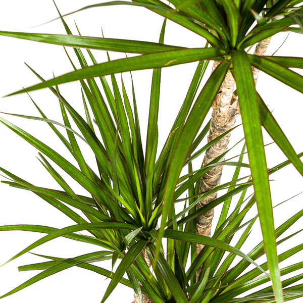 Dracaena Marginata Green Ø21cm - ↕110 - 130cm