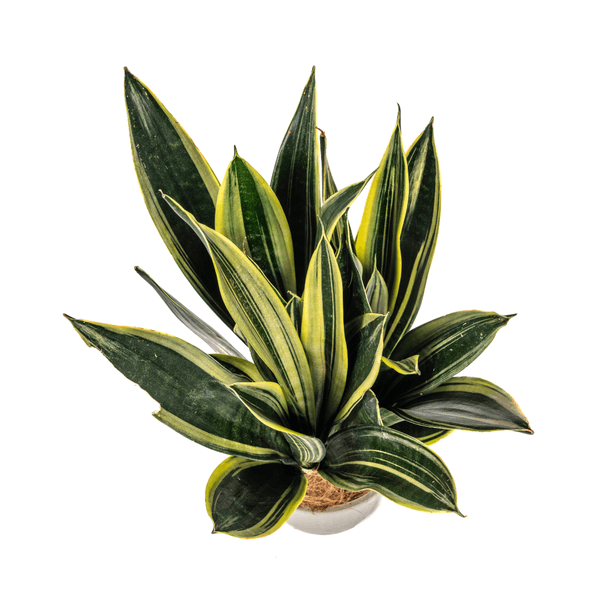 Sansevieria Trifasciata Canary