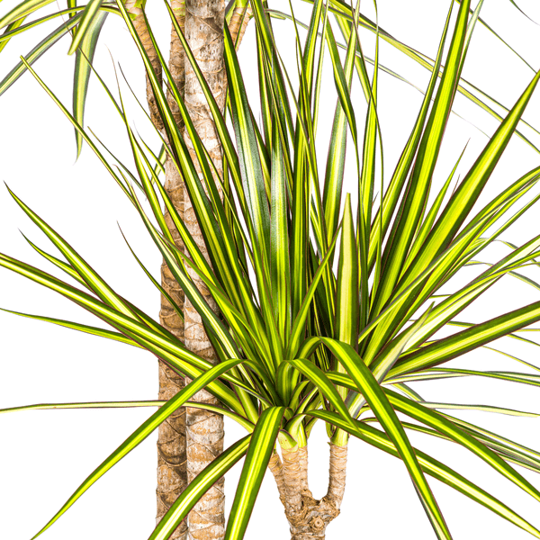 Dracaena Marginata Sunray Ø24cm - ↕130 - 150cm