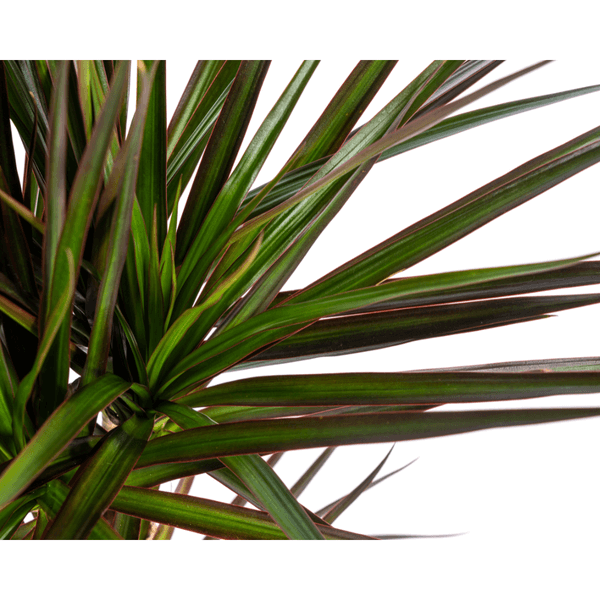 Dracaena Marginata Magenta indoor plant