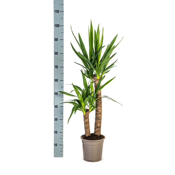 Yucca Elephantipes Ø19cm - ↕70 - 90cm