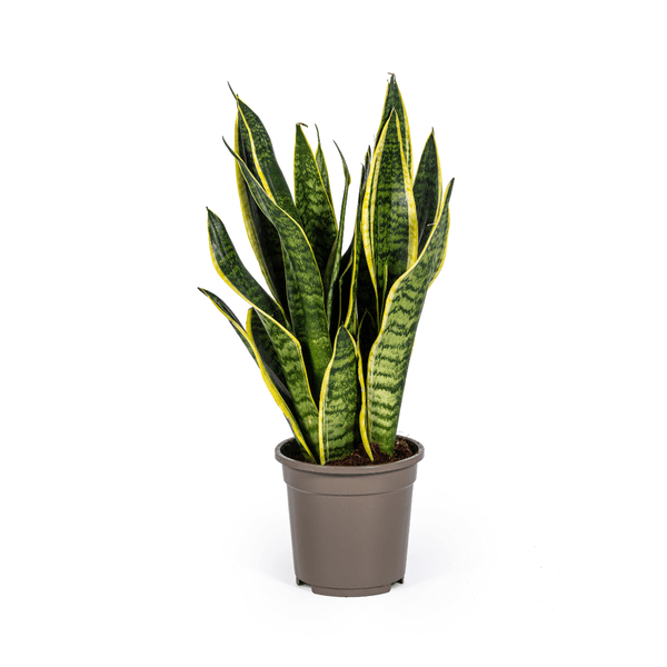 Sansevieria Trifasciata Futura